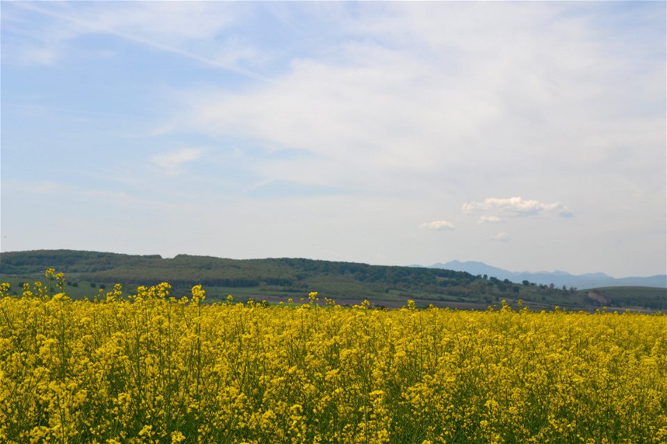 Sunny day photo