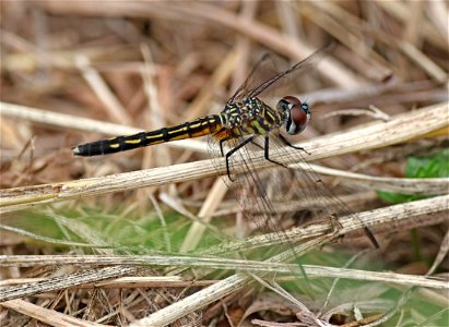 DASHER, BLUE (Pachydiplax longipennis) (05-25-2023) mattamuskeet nat wildlife refuge, hyde co, nc -05 female