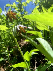 Chocolate Lily, Green Mountain Trail, Mt. Baker-Snoqualmie National Forest. Photo By Sydney Corral June 25, 2021