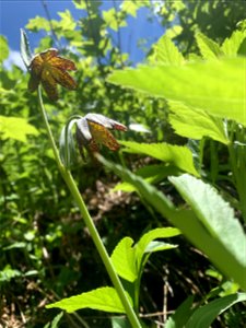 Chocolate Lily, Green Mountain Trail, Mt. Baker-Snoqualmie National Forest. Photo By Sydney Corral June 25, 2021 photo