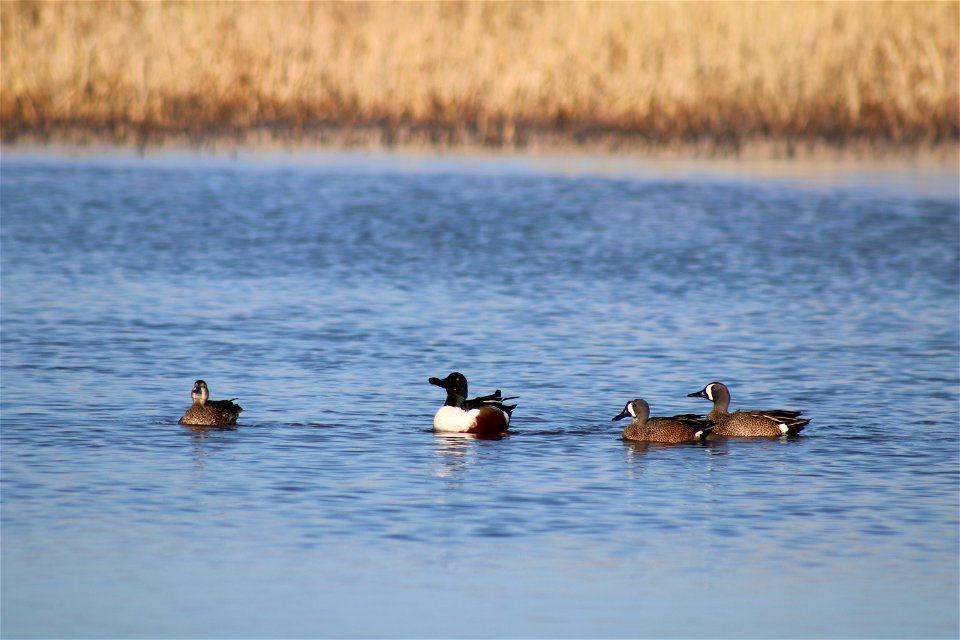 Blue-winged Teal & Northern Shoveler Owens Bay Lake Andes National Wildlife Refuge South Dakota
