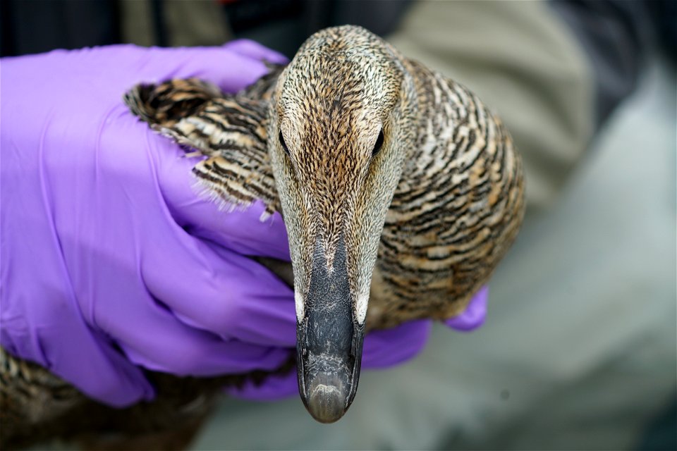 Female Common Eider