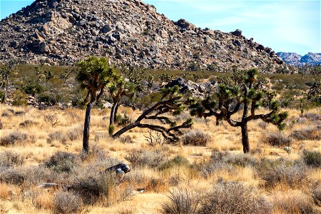 Joshua Tree National Park