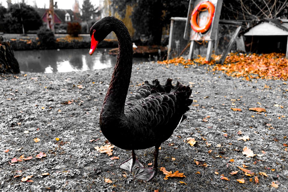 Black Swan in Autumn