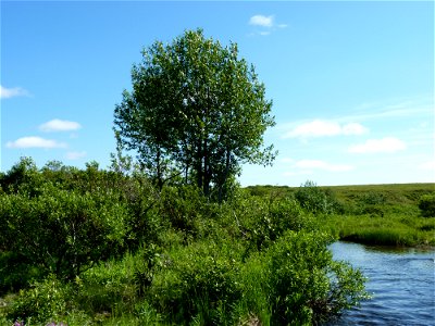 Balsam Poplar photo