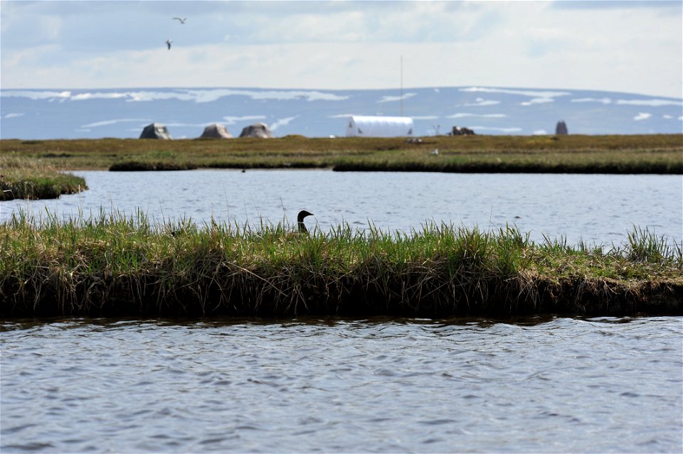 Black Brant photo