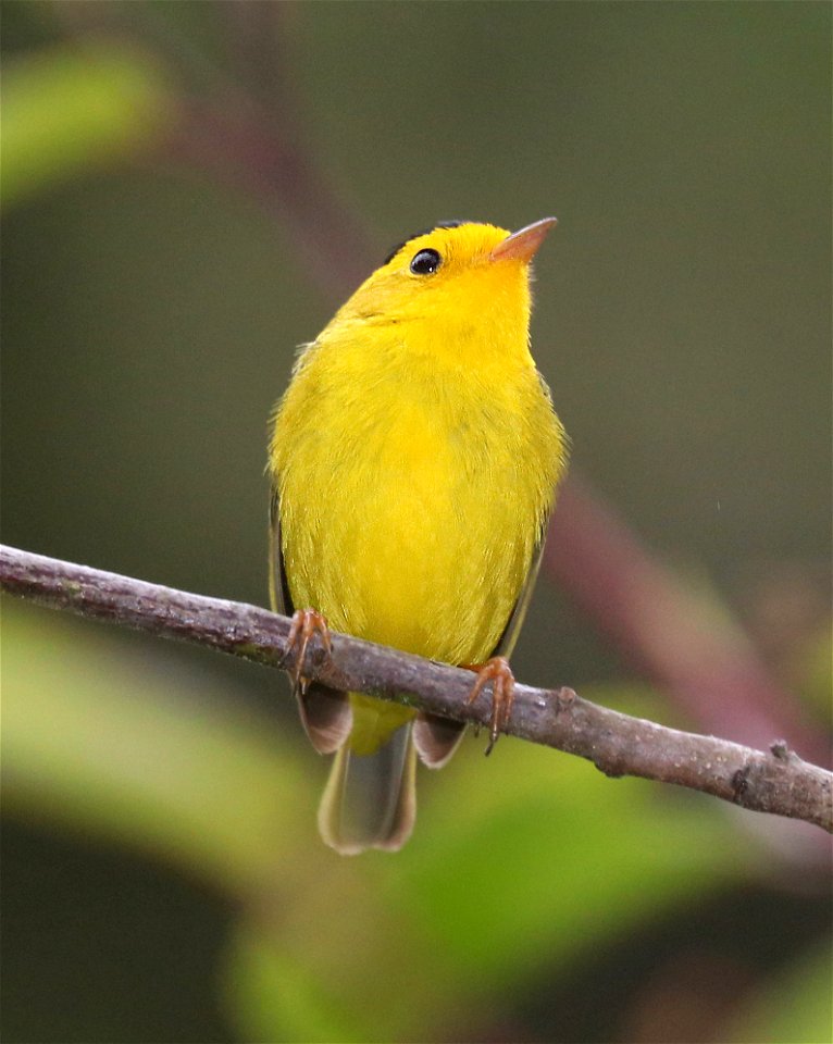 848 - WILSON'S WARBLER (5-26-2021) yard, crescent city, ca -02