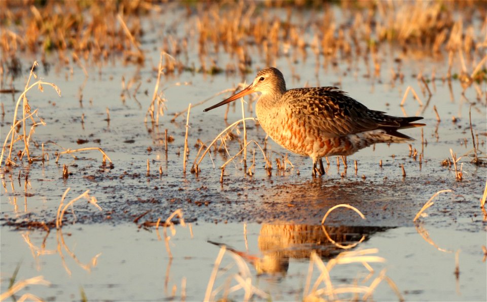 Hudsonian Godwit Huron Wetland Management District photo