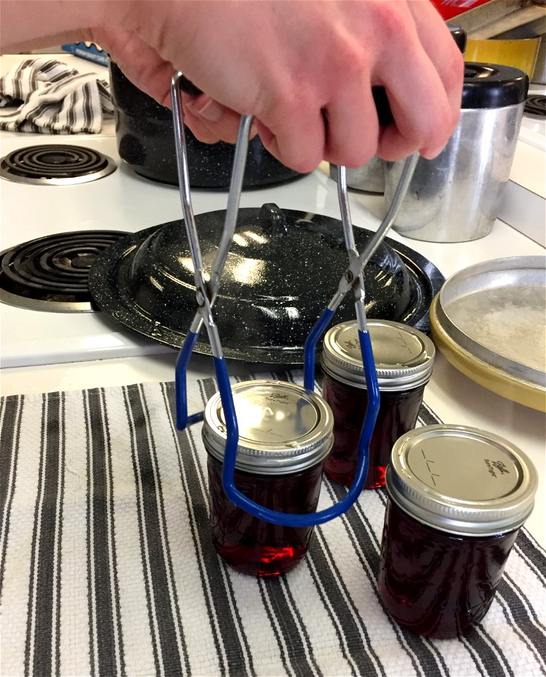 Placing grape jelly on counter to cool using jar lifter photo