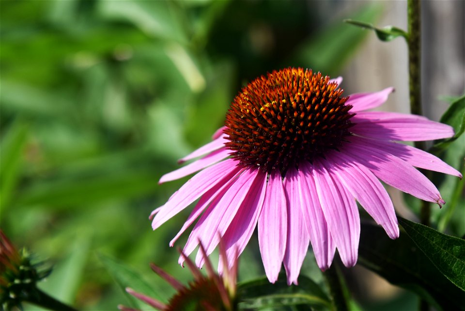 Purple coneflower photo