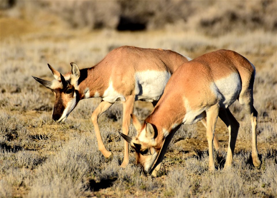 Pronghorn at Seedskadee National Wildlife Refuge