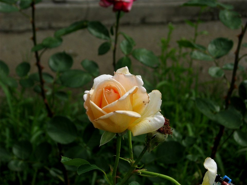 tradafabr2009_0605_091109