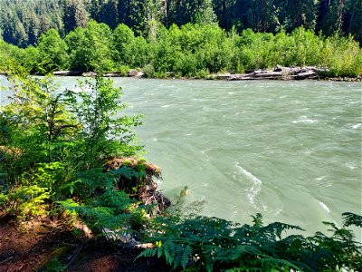 Sauk River from the Old Sauk Trail, Mt. Baker-Snoqualmie National Forest. Photo by Anne Vassar June 22, 2021. photo