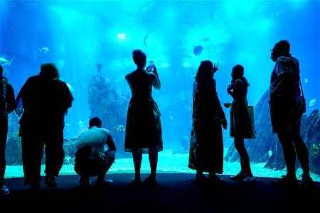 People Taking Photos Inside a Walk-Through Aquarium