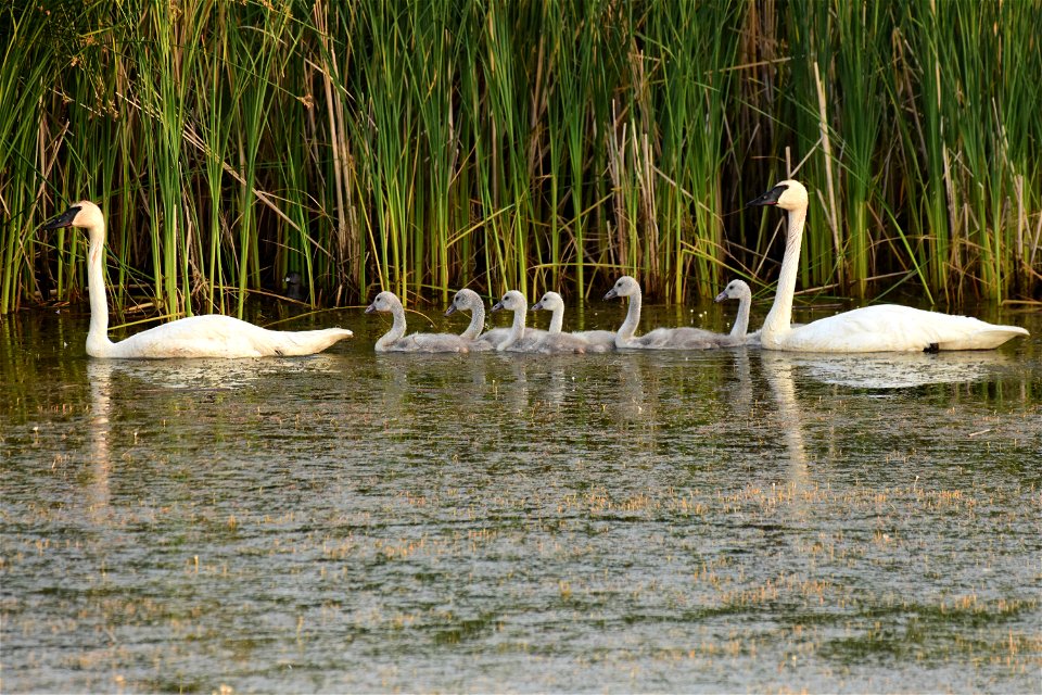 Trumpeter swan at Seedskadee National Wildlife Refuge