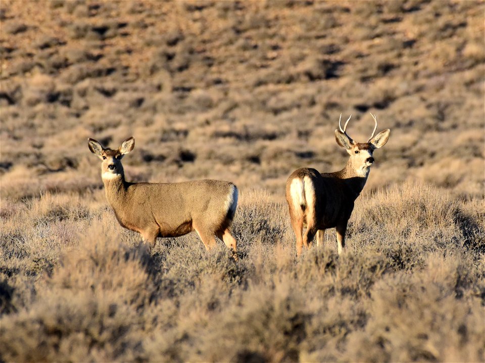 Mule deer at Seedskadee National Wildlife Refuge