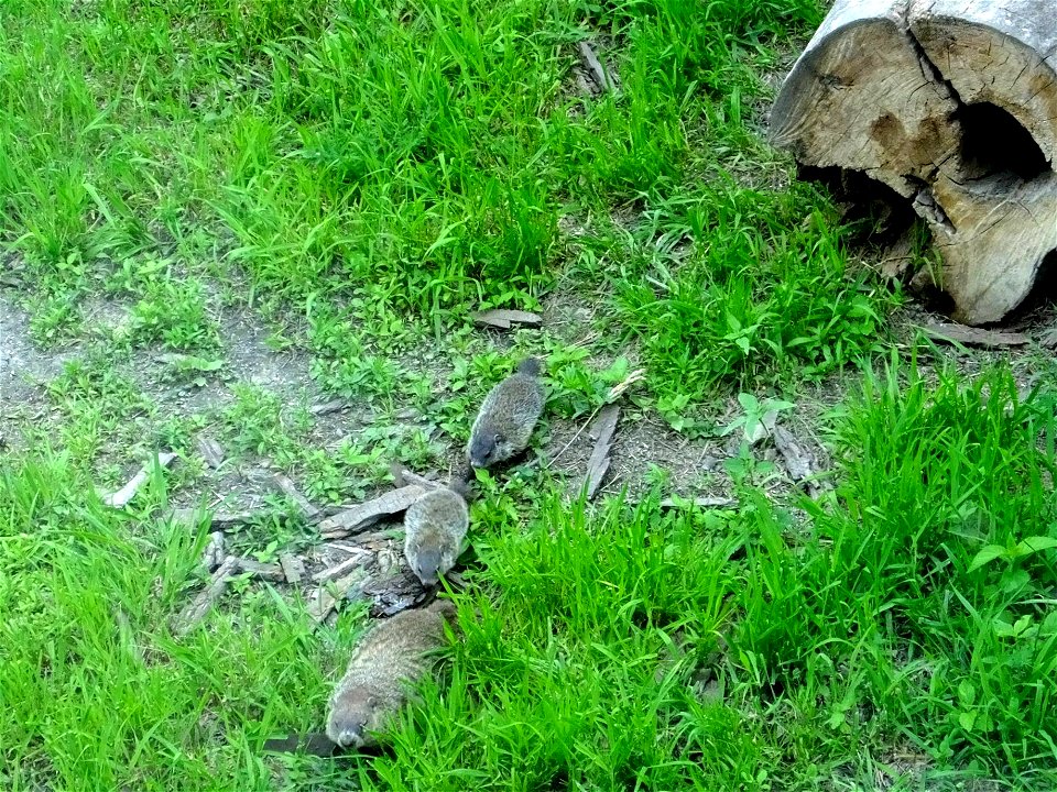 Groundhog With Young