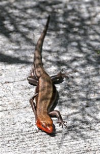 SKINK, BROAD-HEADED (Plestiodon laticeps) (05-02-2023) north carolina arboretum, near ashville, buncombe co, nc (1)