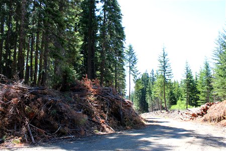 Slash and fire-killed trees felled along roadway, Mt. Hood National Forest photo