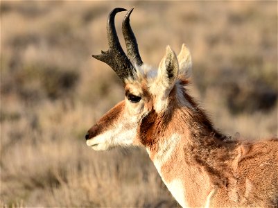 Pronghorn at Seedskadee National Wildlife Refuge