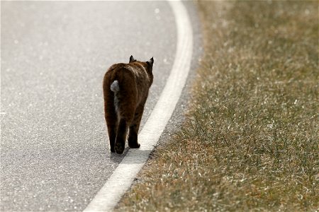 Roadside Bobcat photo