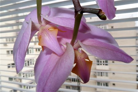 orchids-兰花_2023_0220_134925