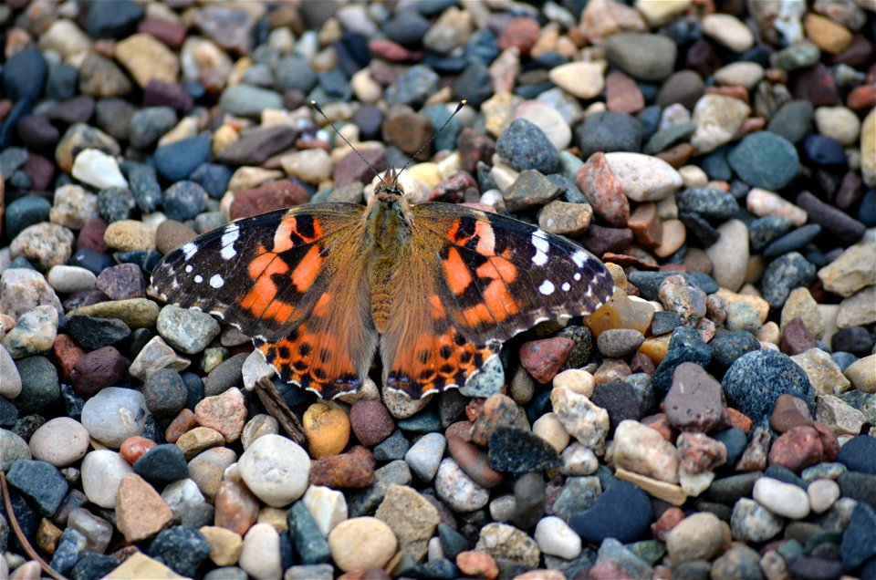Painted pebbles