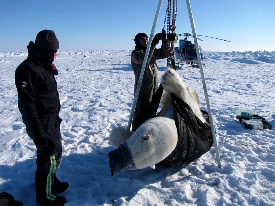 Polar bear research