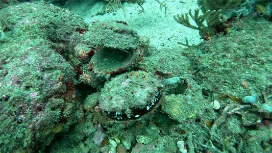 Small Clam Taganga Colombia