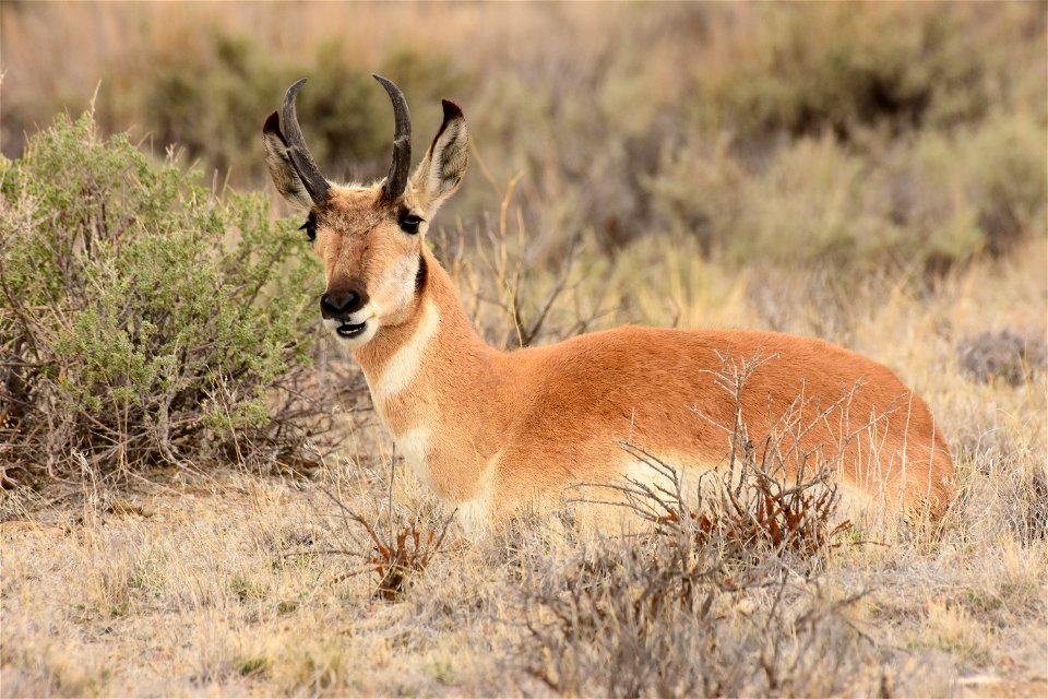 Pronghorn at Seedskadee National Wildlife Refuge
