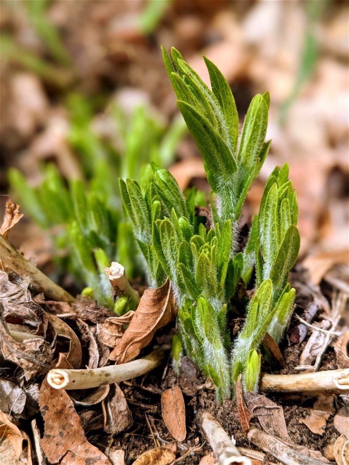 Butterfly weed new growth
