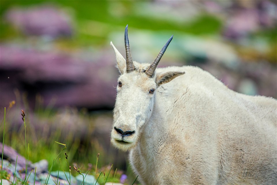 Mountain Goat - Oreamnos americanus photo