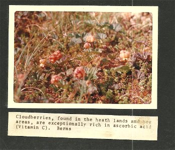 (1971) Cloudberries