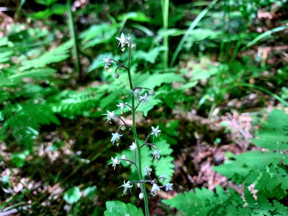 Foamflower. Old Sauk Trail, Mt. Baker-Snoqualmie National Forest. Photo by Anne Vassar June 2, 2021.