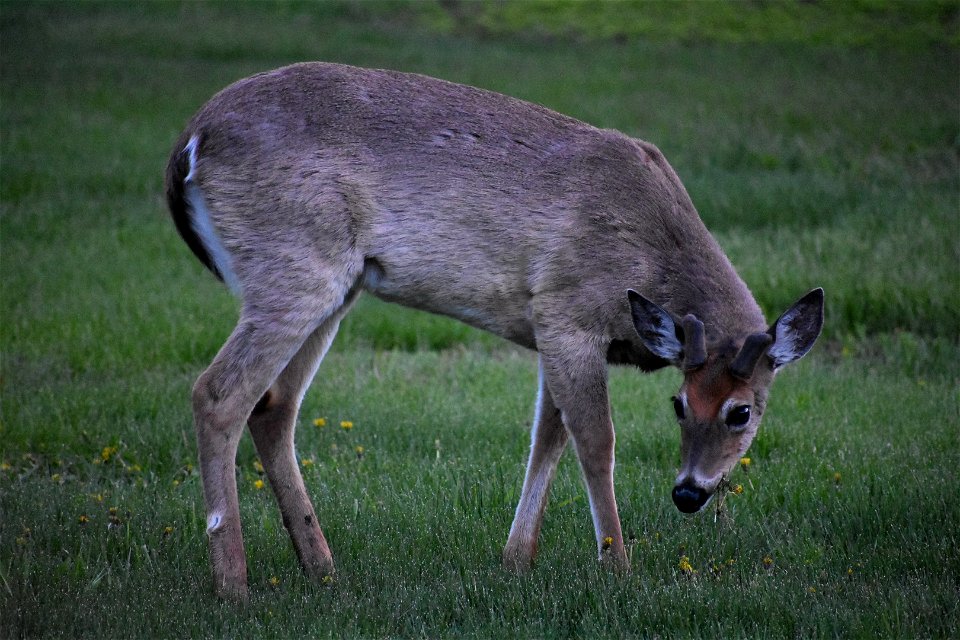 White-tailed Deer Lake Andes Wetland Management District South Dakota