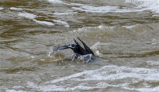 Cormorant Diving