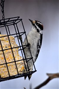 Downy woodpecker at a suet feeder