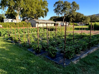 French Laundry Garden