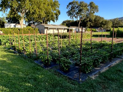 French Laundry Garden photo