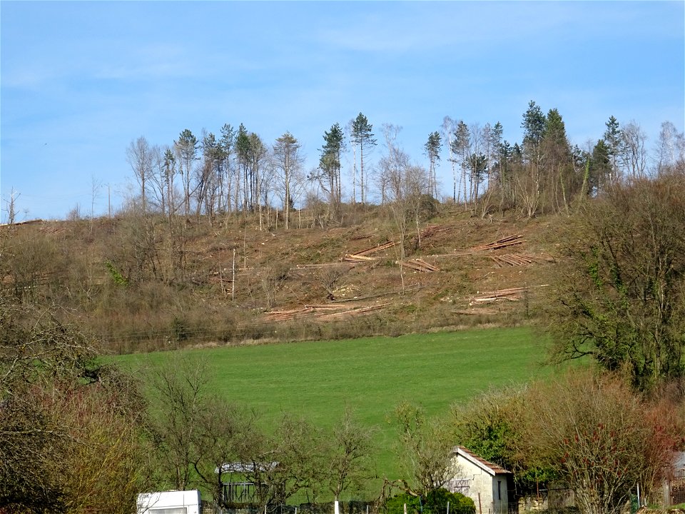 Coupe de bois à blanc sur la colline, Colmey, Meurthe-et-Moselle