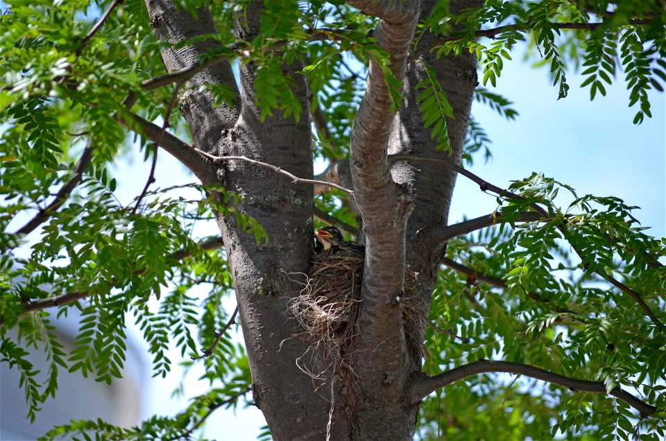 Baby robins waiting for food