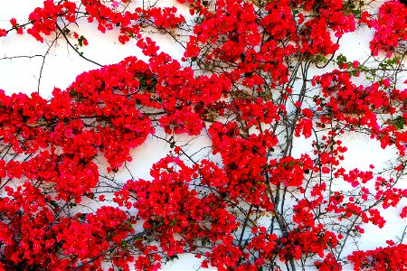 Red Flowers Over White Wall photo