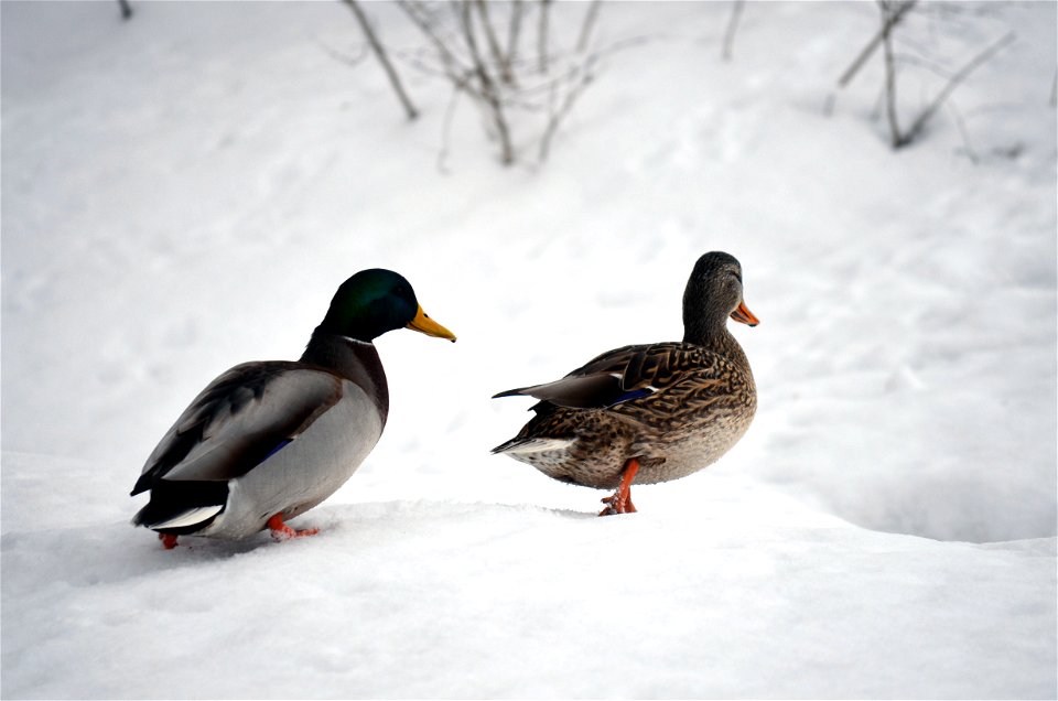 Mallard Pair Walking Away