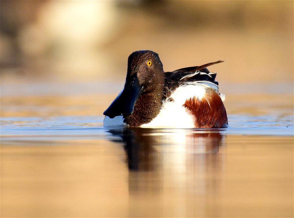 Northern shoveler at Seedskadee National Wildlife Refuge