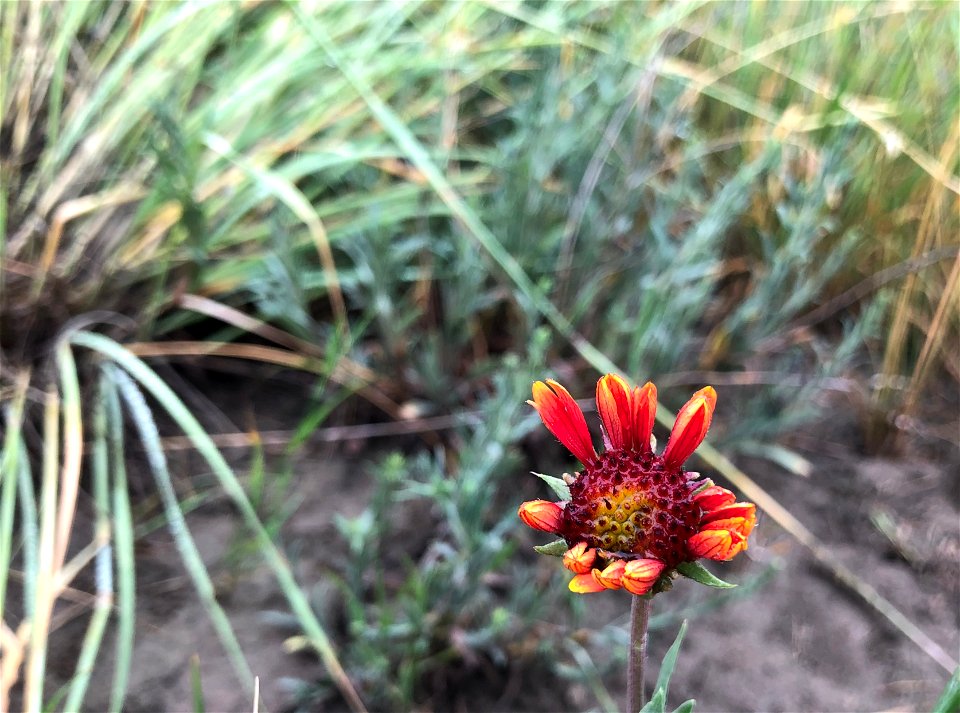 2022/365/186 One Wild Wildflower