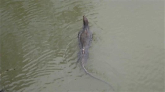 BIG lizard swimming in river photo
