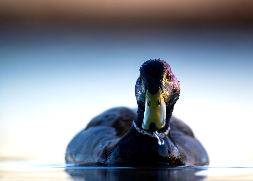 Mallard