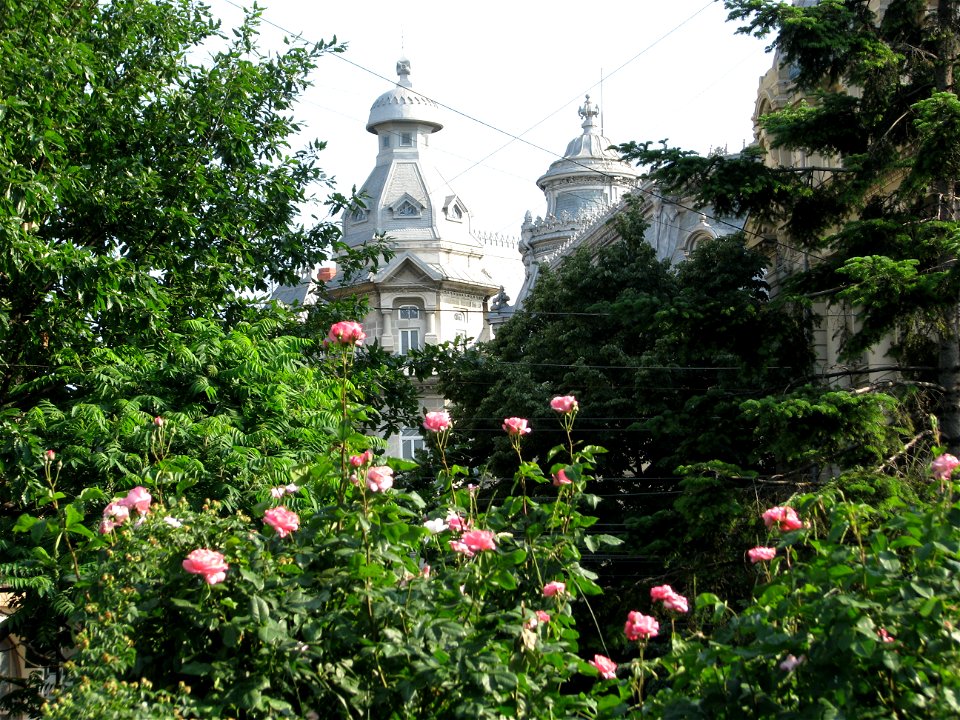 trandafUniv2009_0520_162357