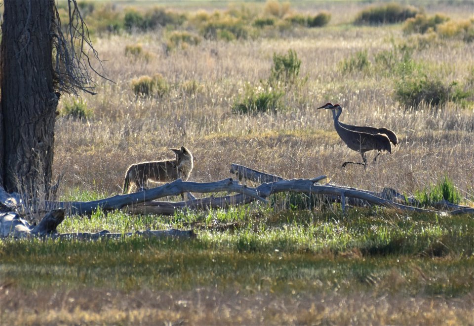 Coyote on Seedskadee National Wildlife Refuge