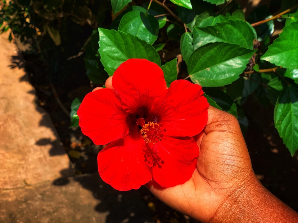 Flora nature plant